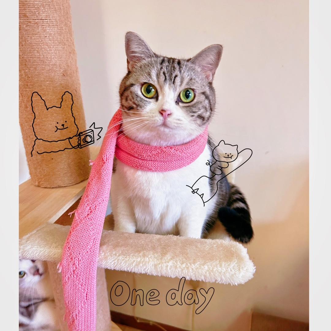 肉松小贝是只猫