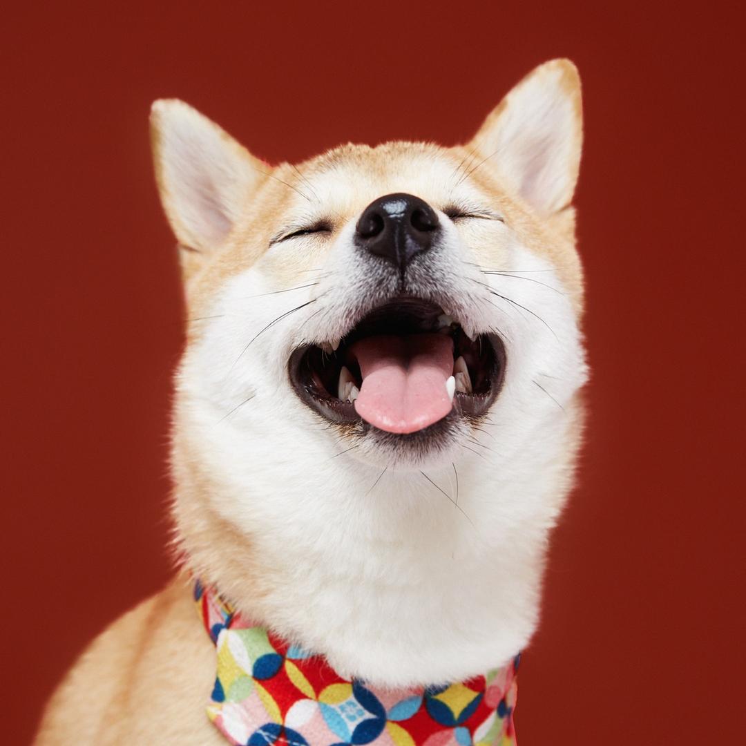 柴犬圪蛋蛋