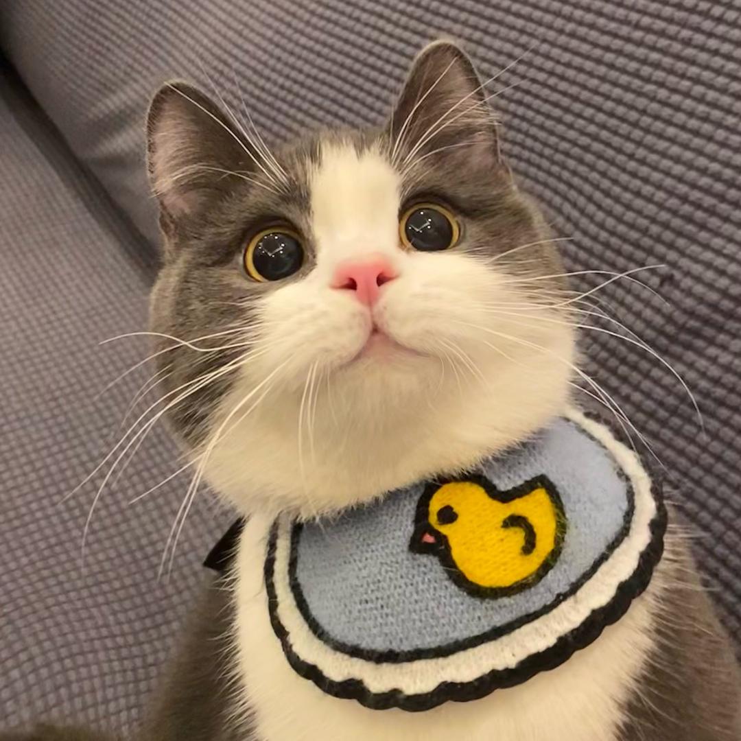 年年爱睡觉'◡'
