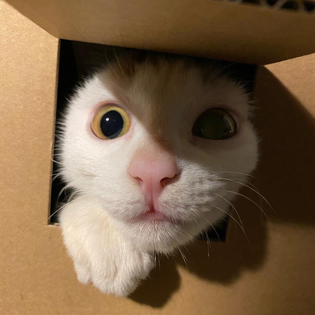 烂哭猫有人宠