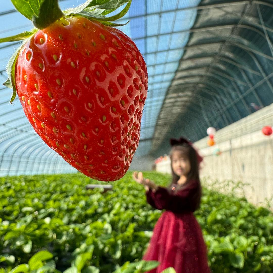 草莓🍓采摘-木紫