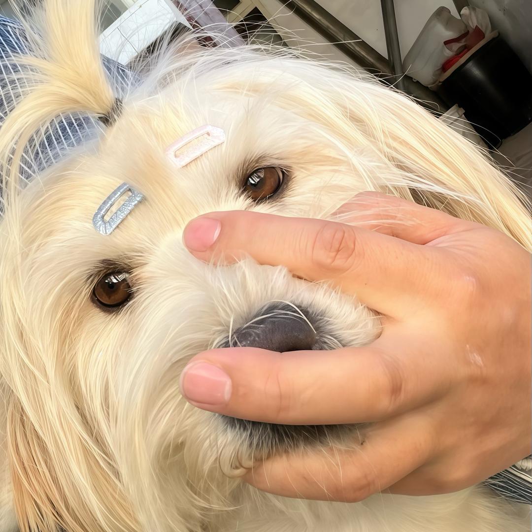 我有大小乔