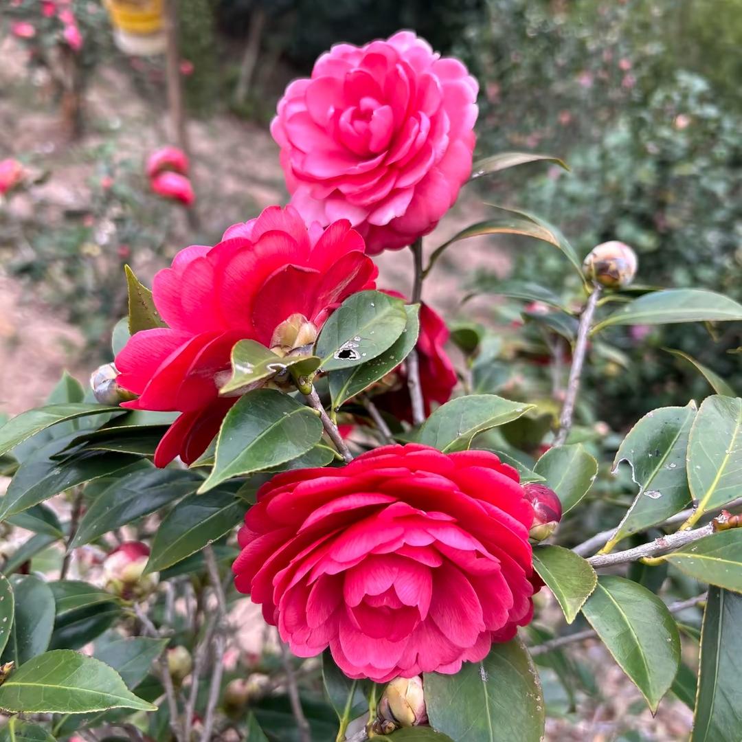 🌺往事随风㊗️㊗️