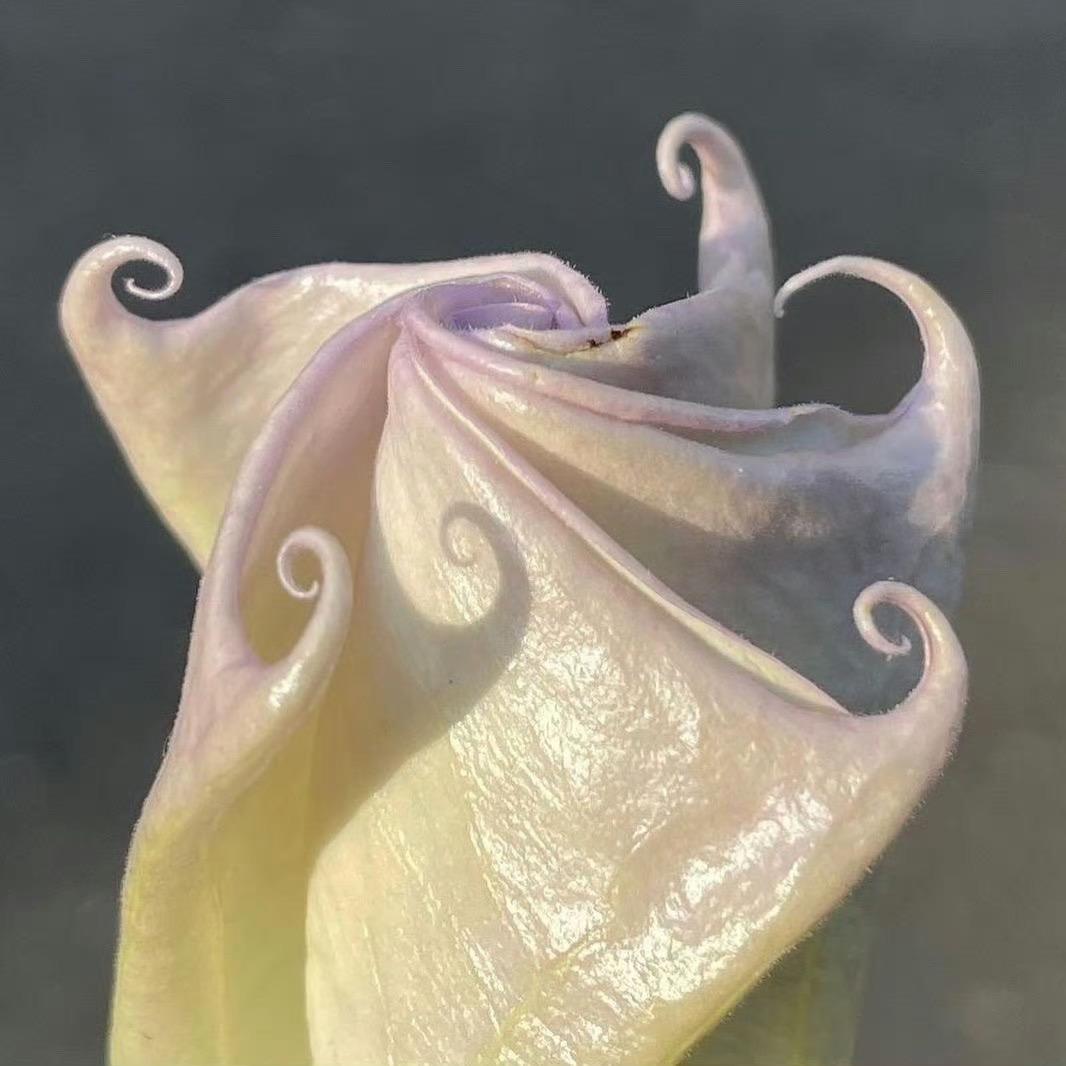 花生米糖浆
