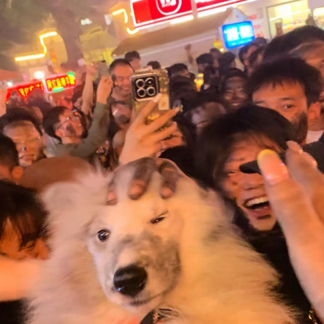 不吃芒果
