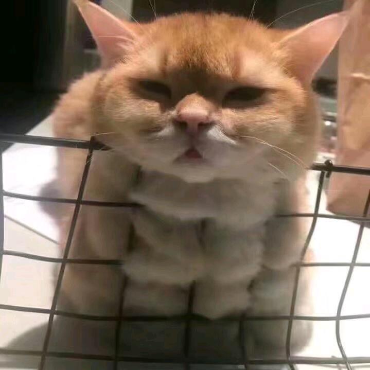 黑加仑