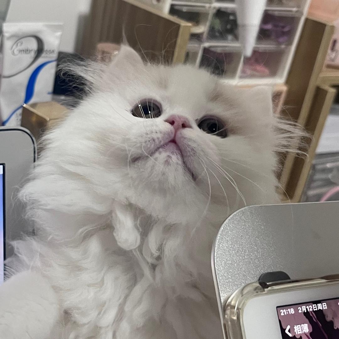 这里十二