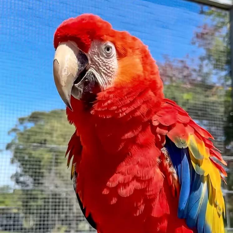 初一🦜