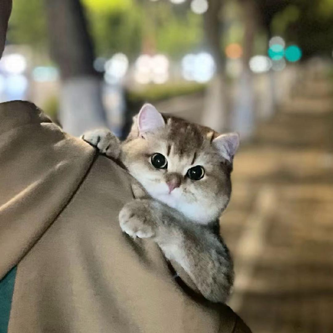 行行行
