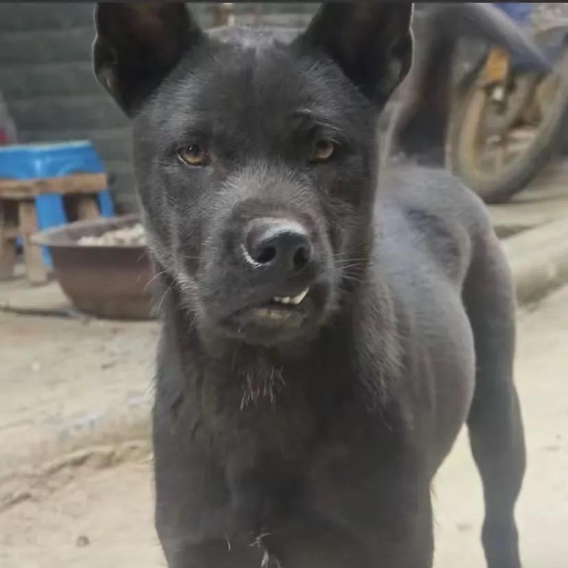 小鱼不哭