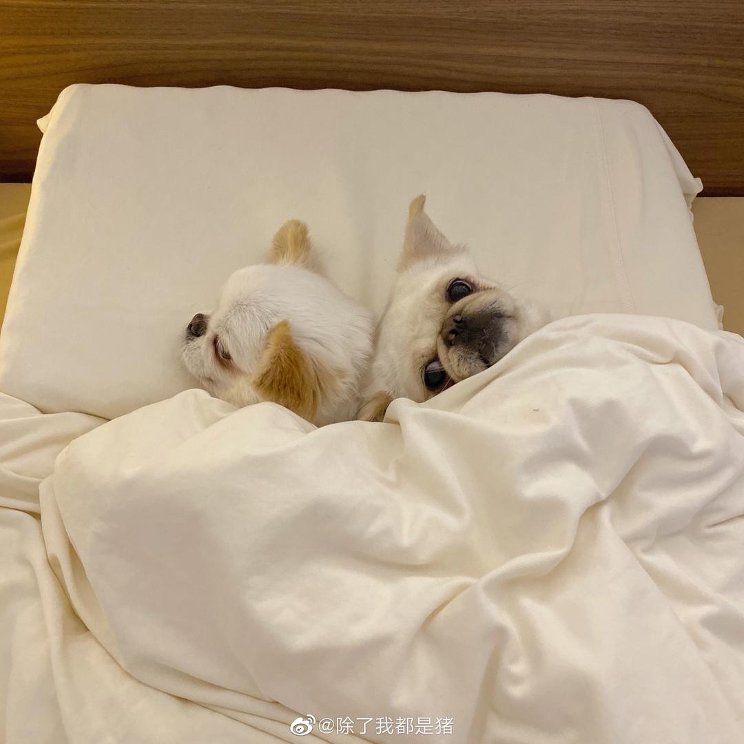 张张买买买