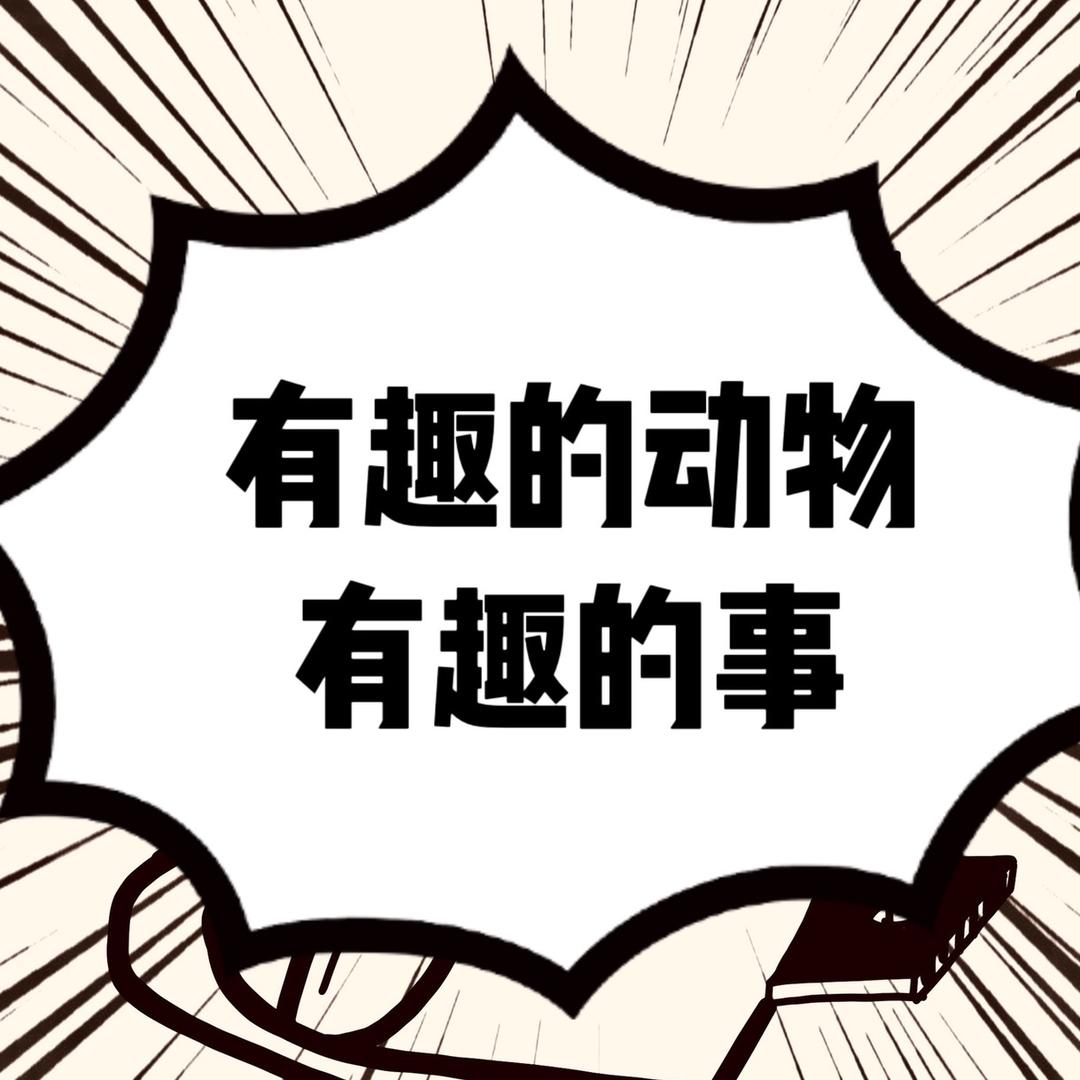 动物哥
