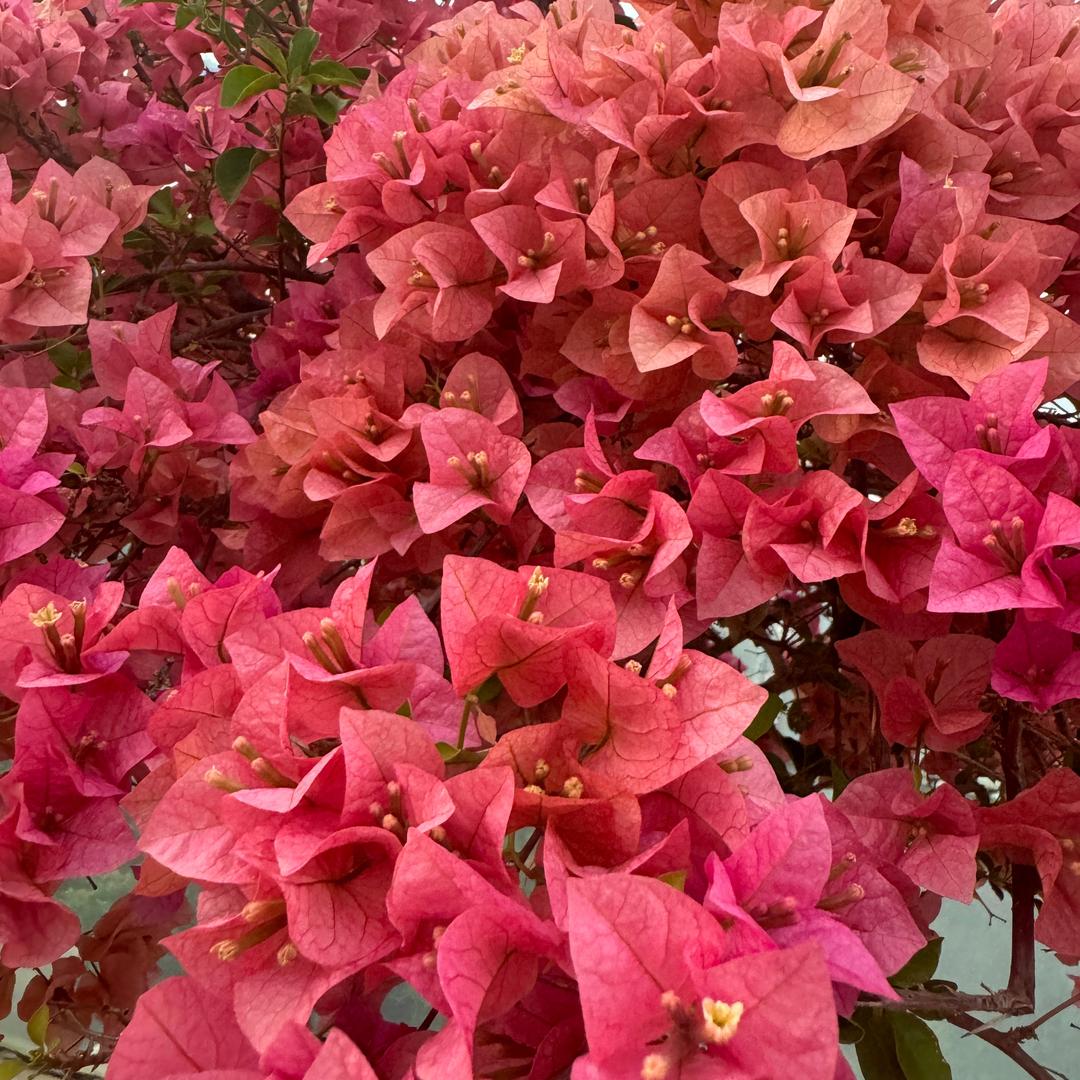 如初花卉