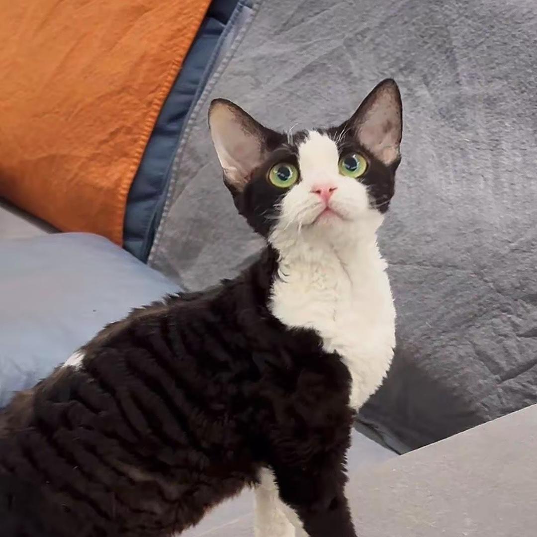 特猫柔🌸