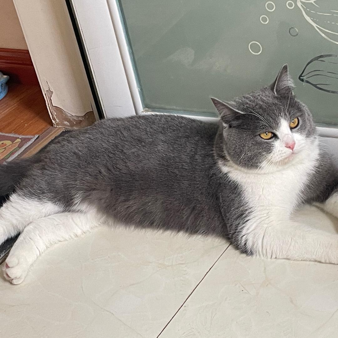 @米糕是只喵喵🐱