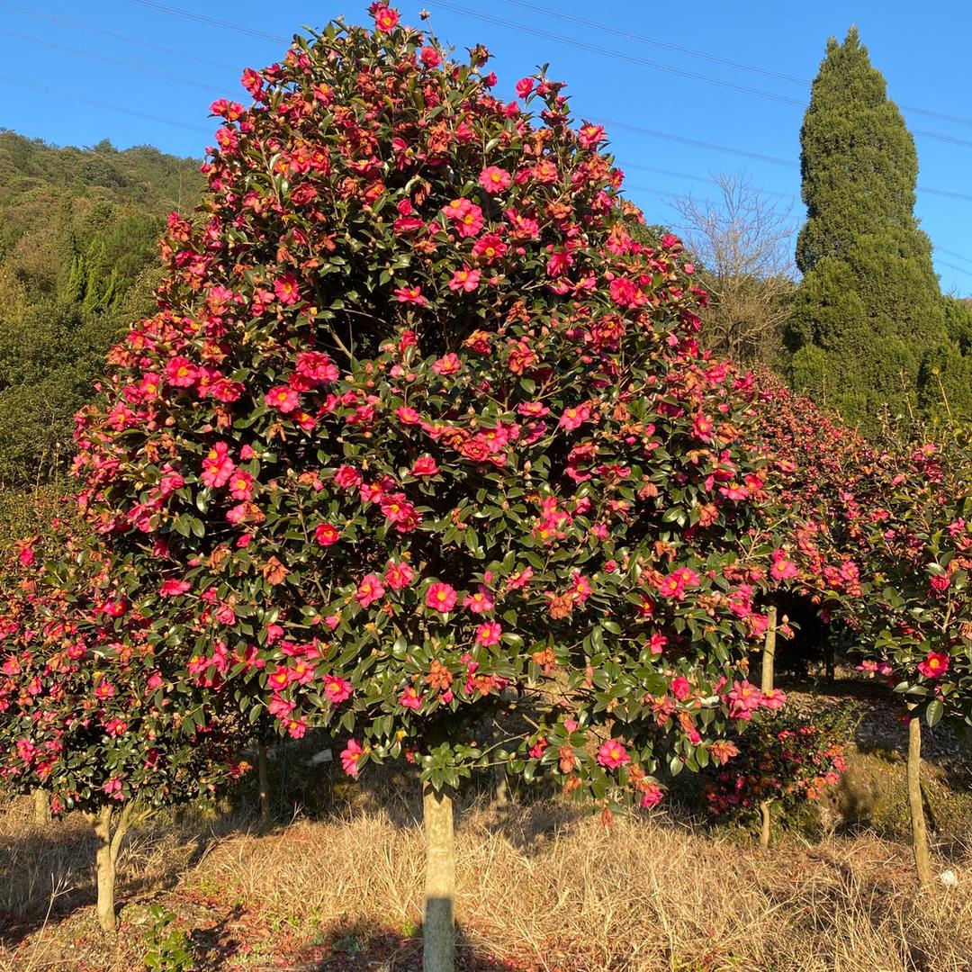 乌花楼农场