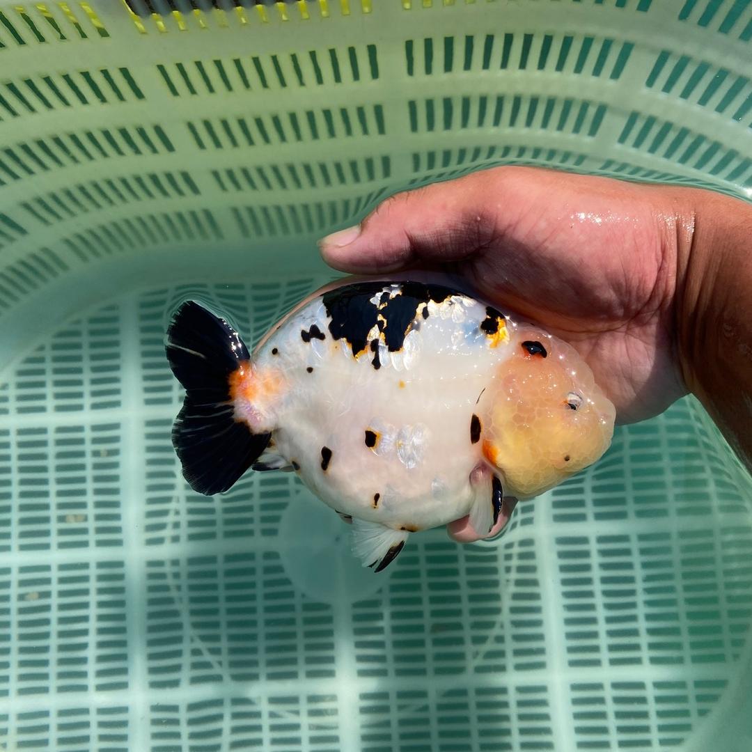 李富贵金鱼宠物店