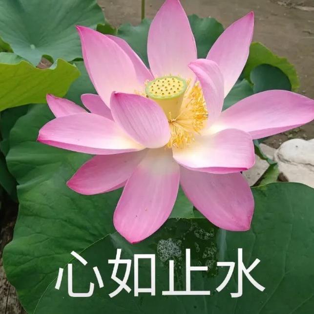 AG仙崽