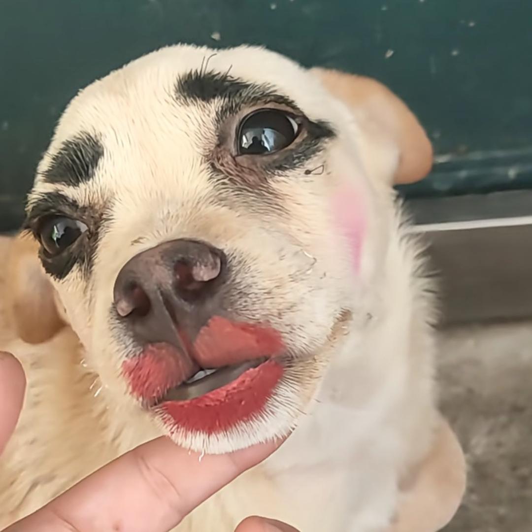 宋传阳