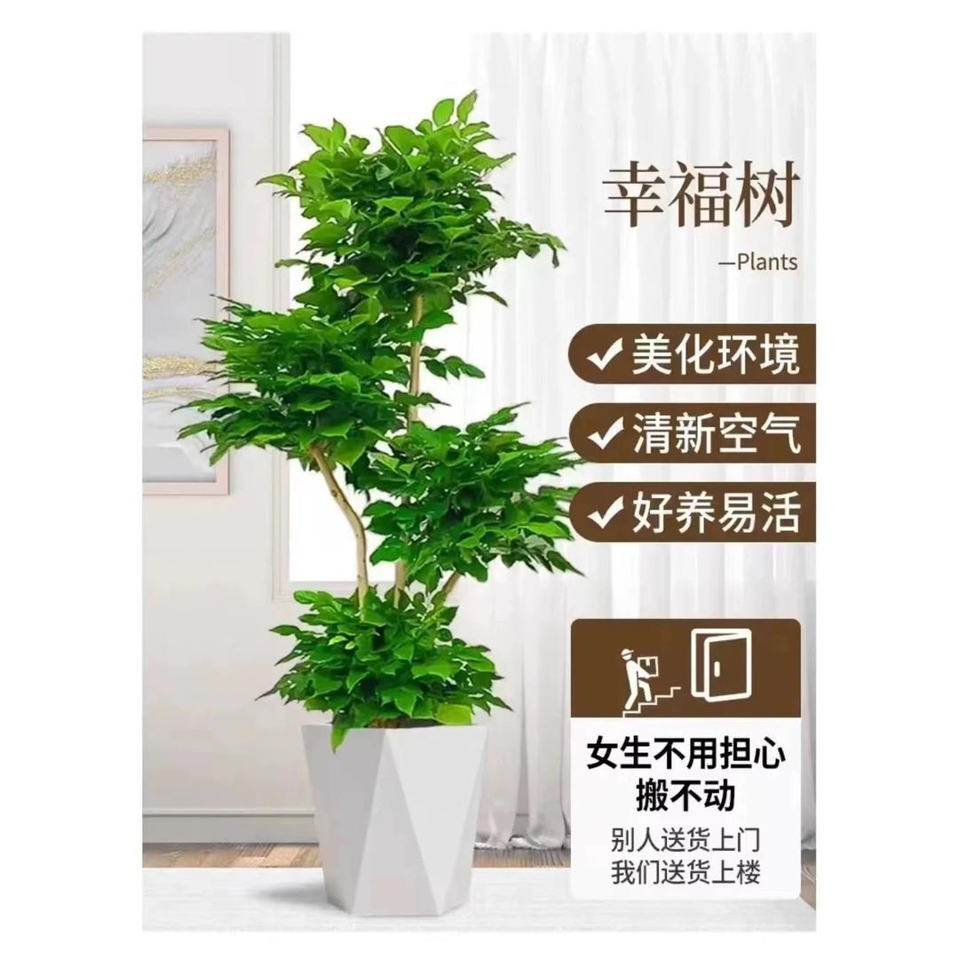 盛林雅园艺