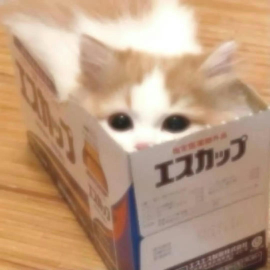 小椰