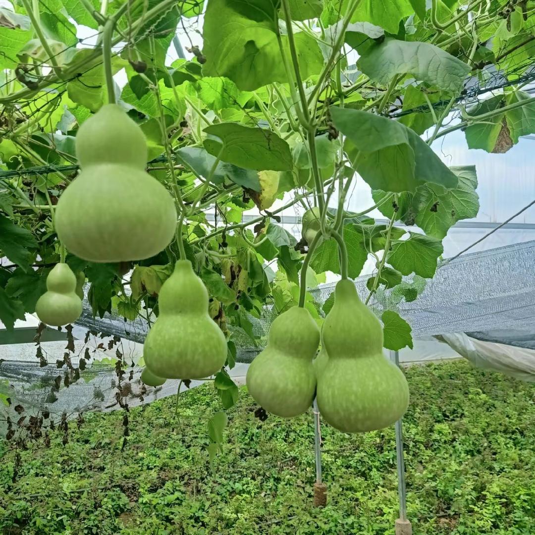 晟昱葫芦批发基地