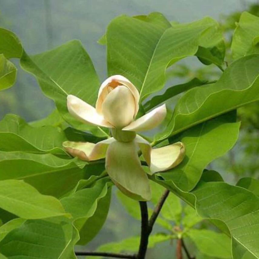 你好中医药