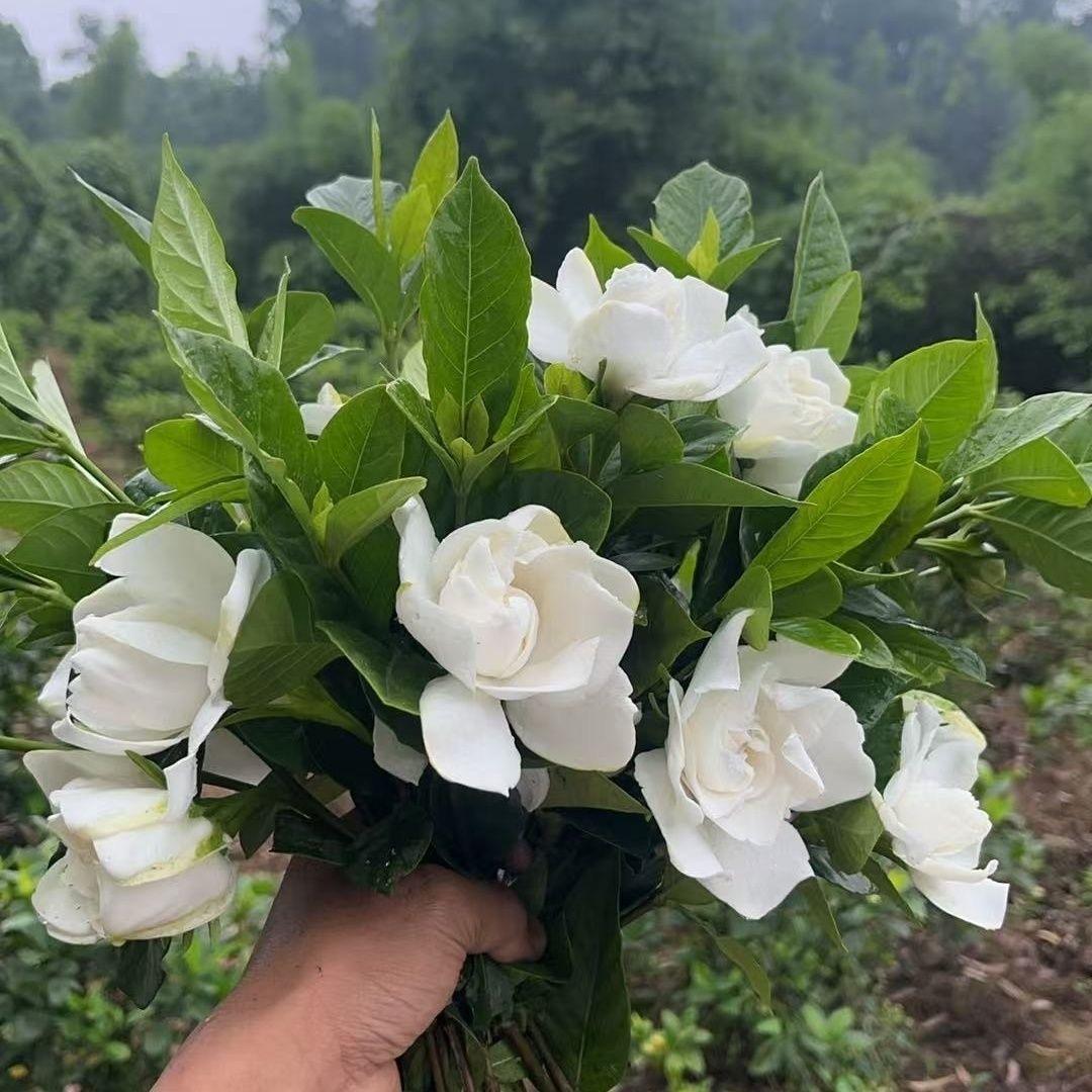 星辰花卉绿植