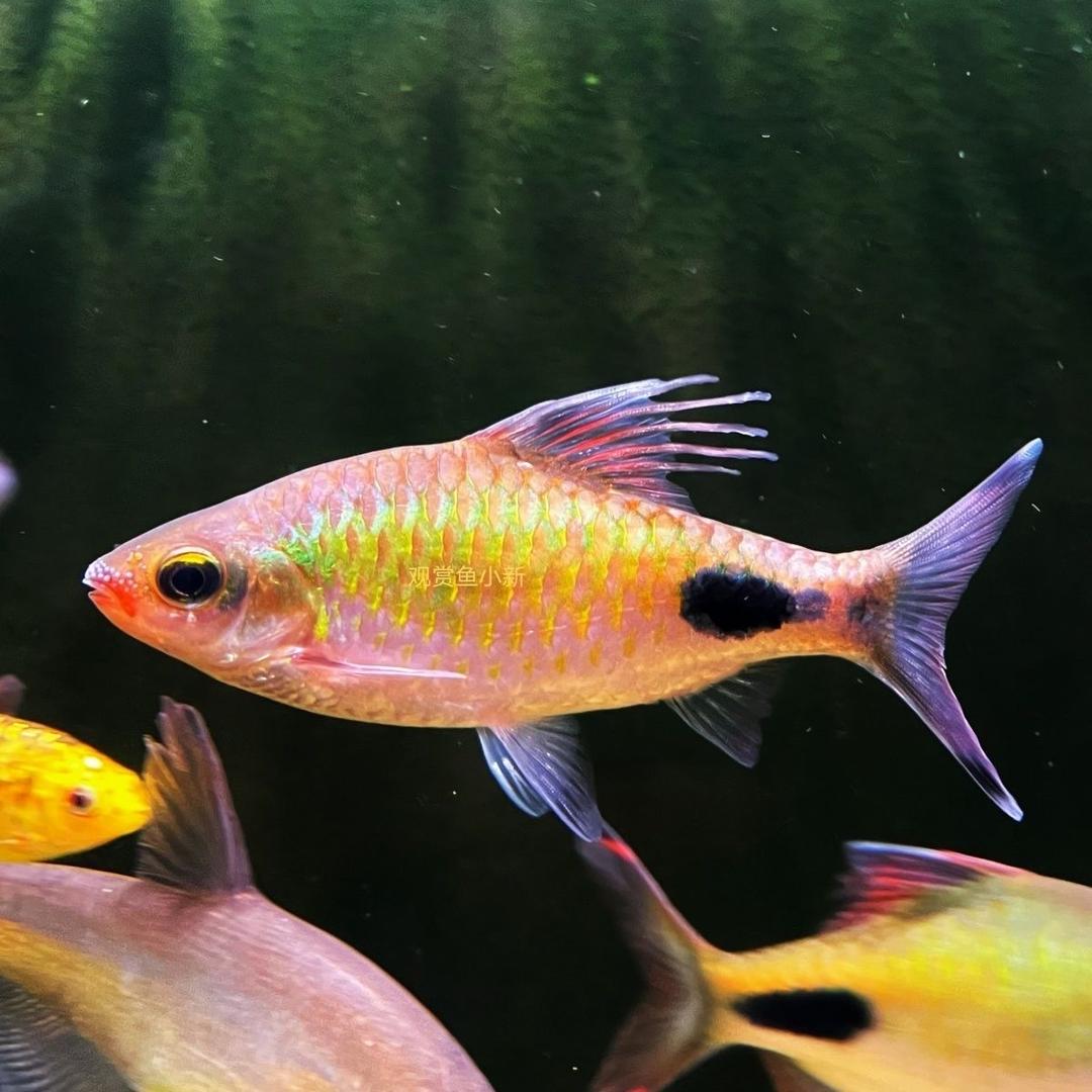 布鲁斯观赏鱼（海南）