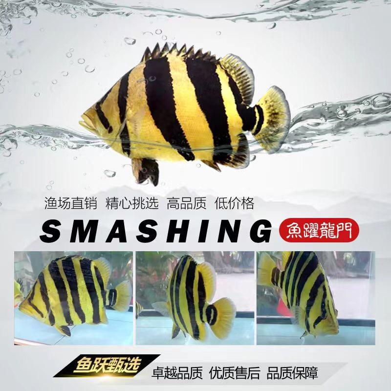 虎鱼精选