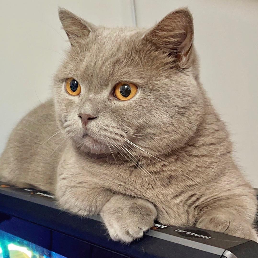 阿轩的猫狗日记