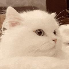 小白超爱玩