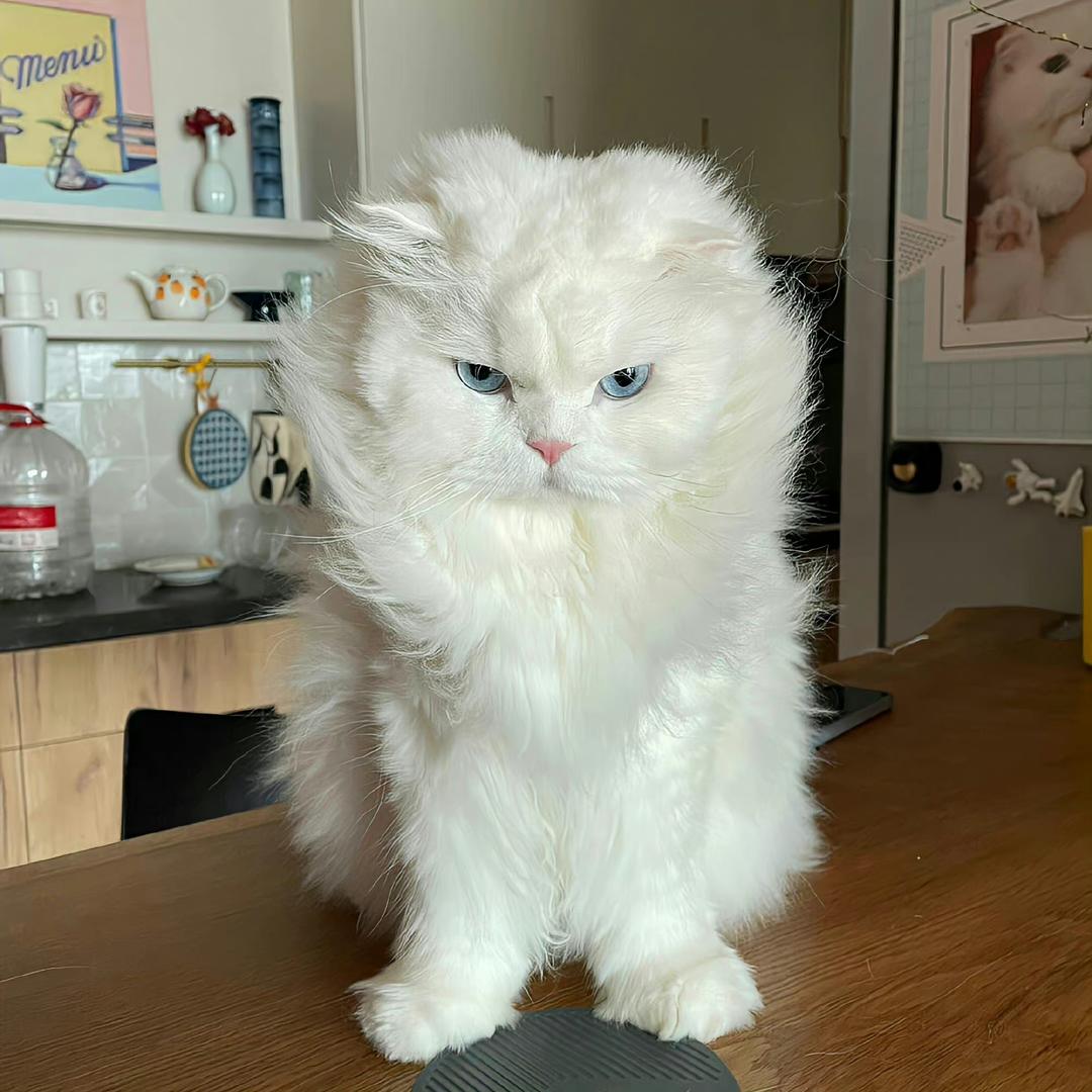 窝系小福包