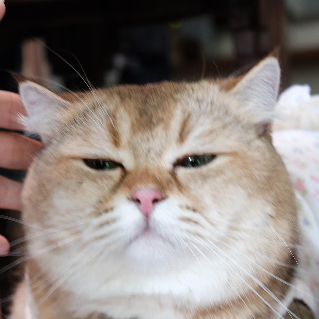 小蝶