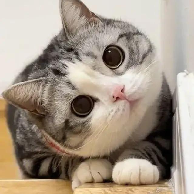萍萍