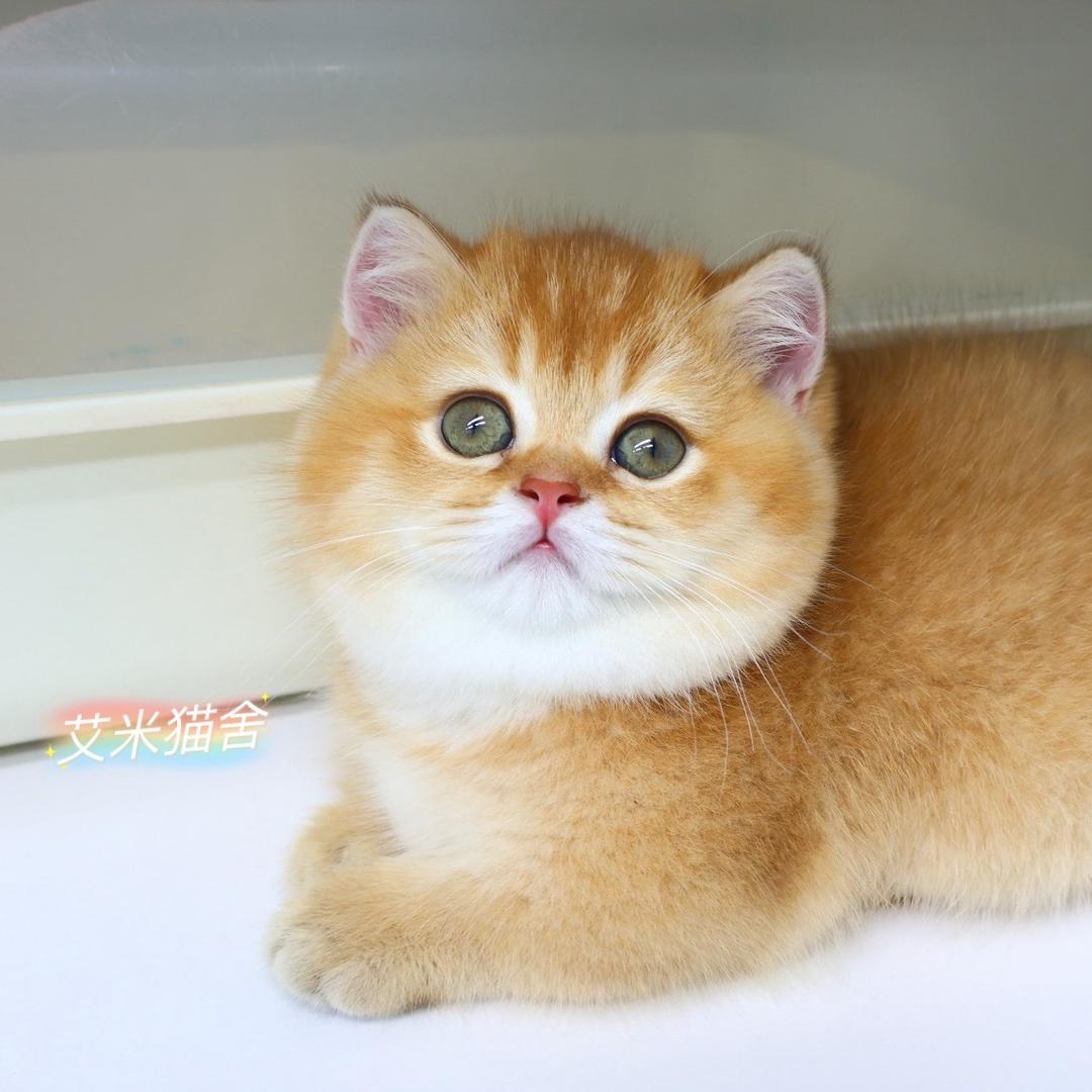艾米猫舍群力店8
