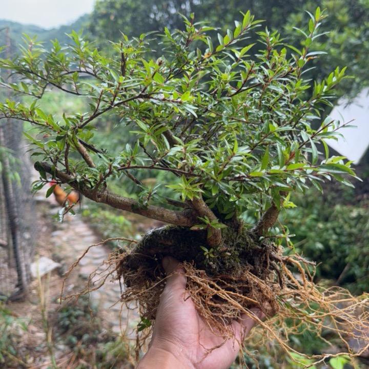 卖水杨梅的小哥