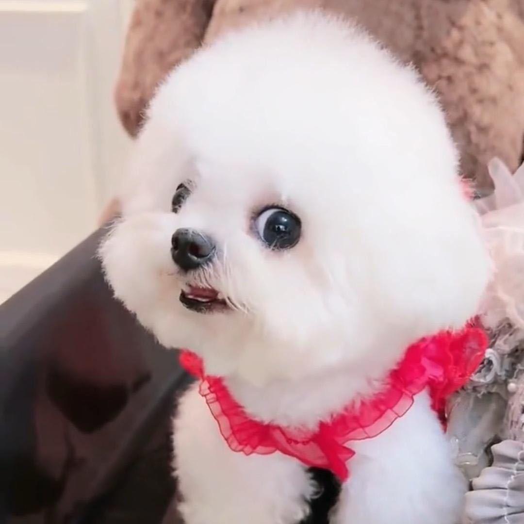 掌上明珠🐶小完美