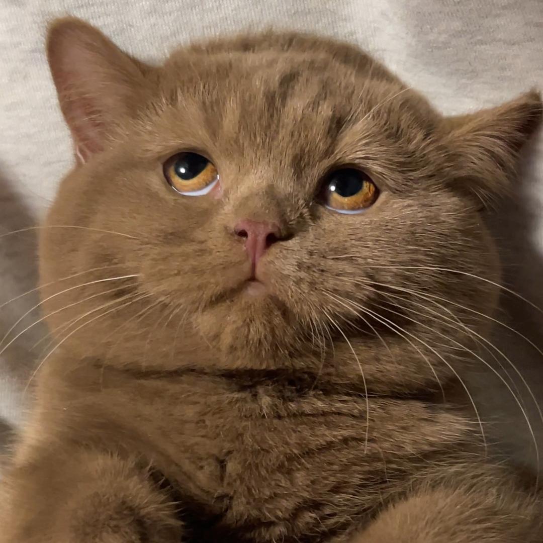 赵桂芬是个粑粑猫