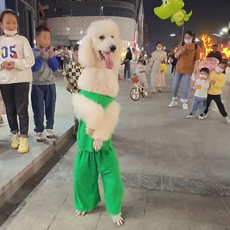 卖狗狗的小哥哥