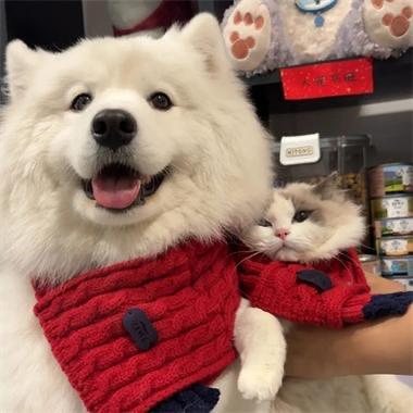 AAA—猫狗翻新