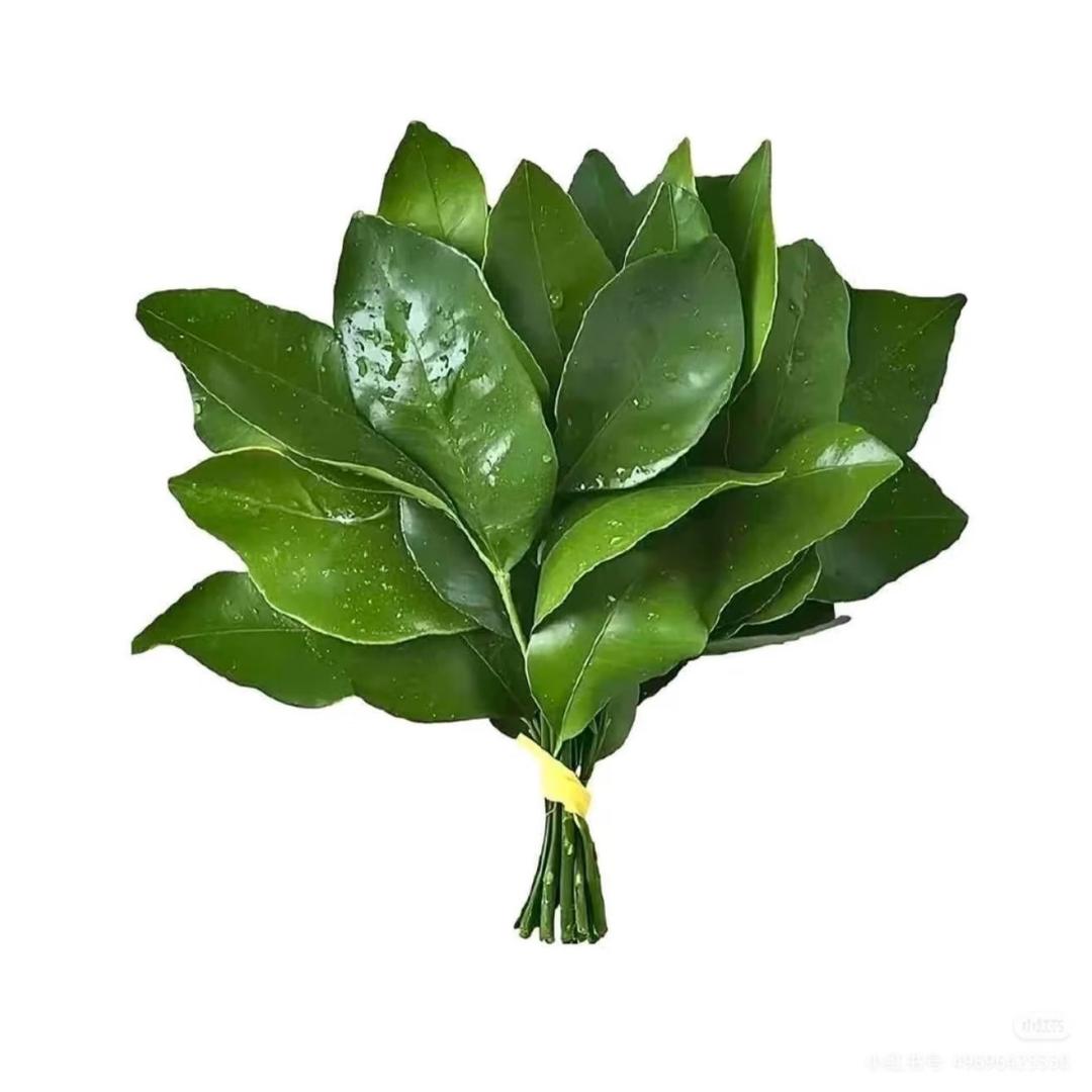萌萝羊