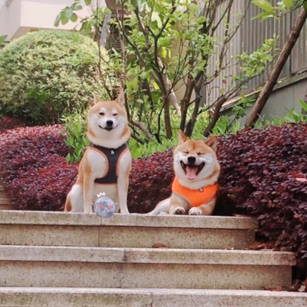 柴犬贼好养🦖