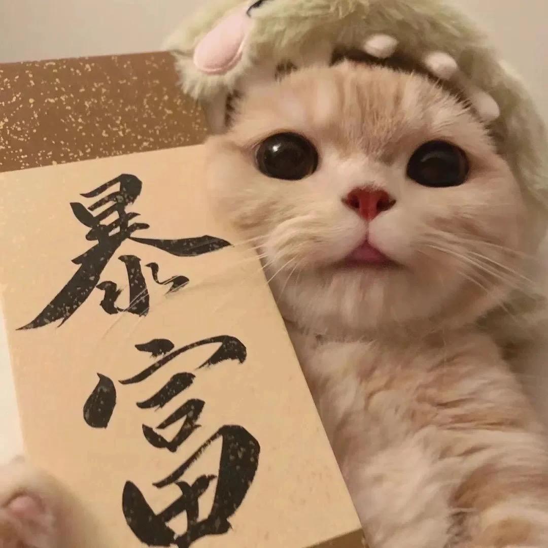 胖多的喵🐱