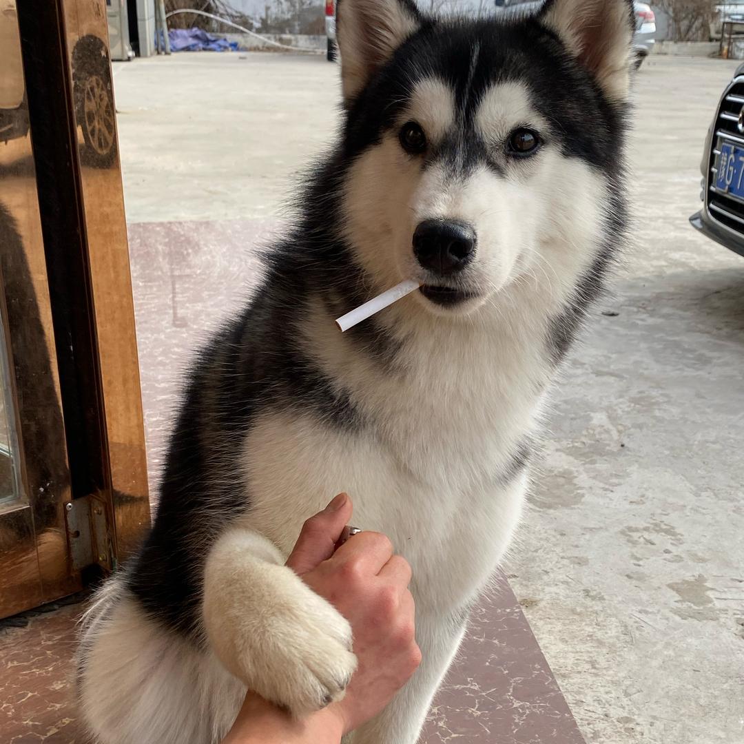 训犬师💘小张叔叔