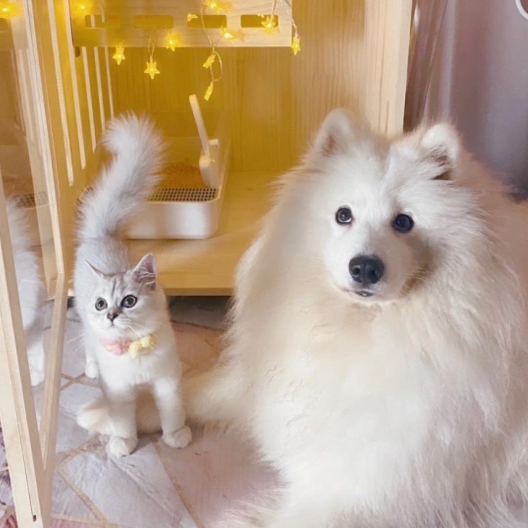 圆圆的圈圈