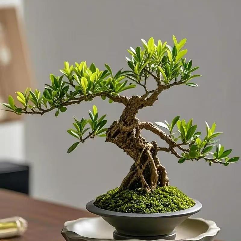 枫景花卉园艺