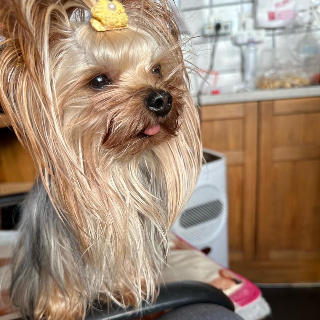 是皮宝呀（约克夏少爷）