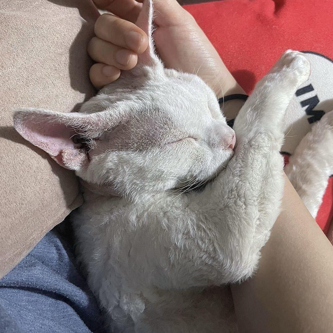 🌈小白卢卡