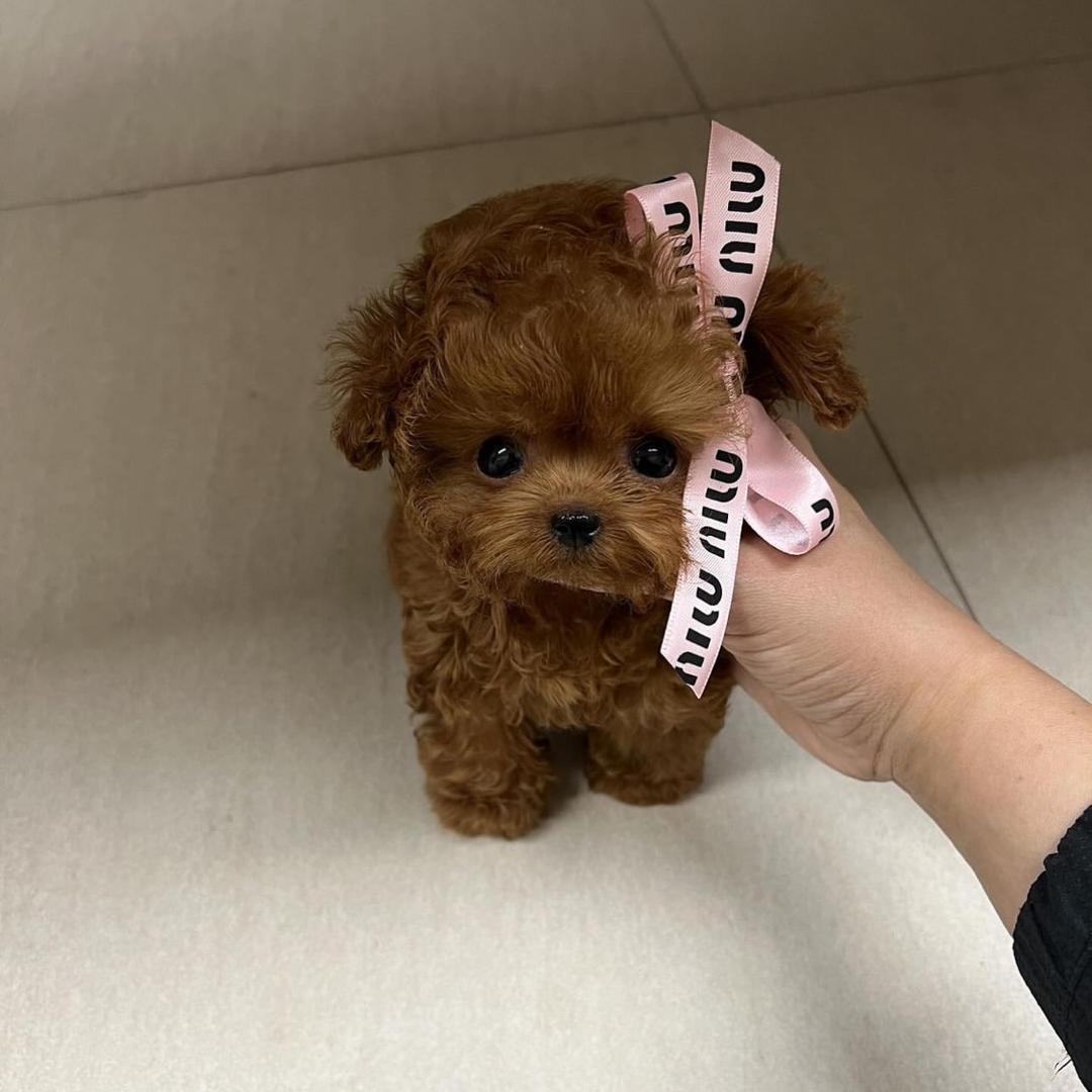 泰迪繁殖 犬舍 寻家长